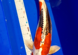 Japan Koi 50-60 cm Japan Koi 50-60 cm
