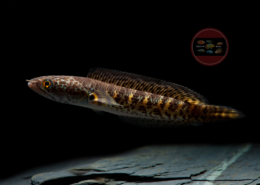 Channa aurantimaculata Goldtüpfel Schlangenkopf Channa aurantimaculata