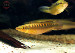 Crenicichla acutirostris "RIO TAPAJOS"