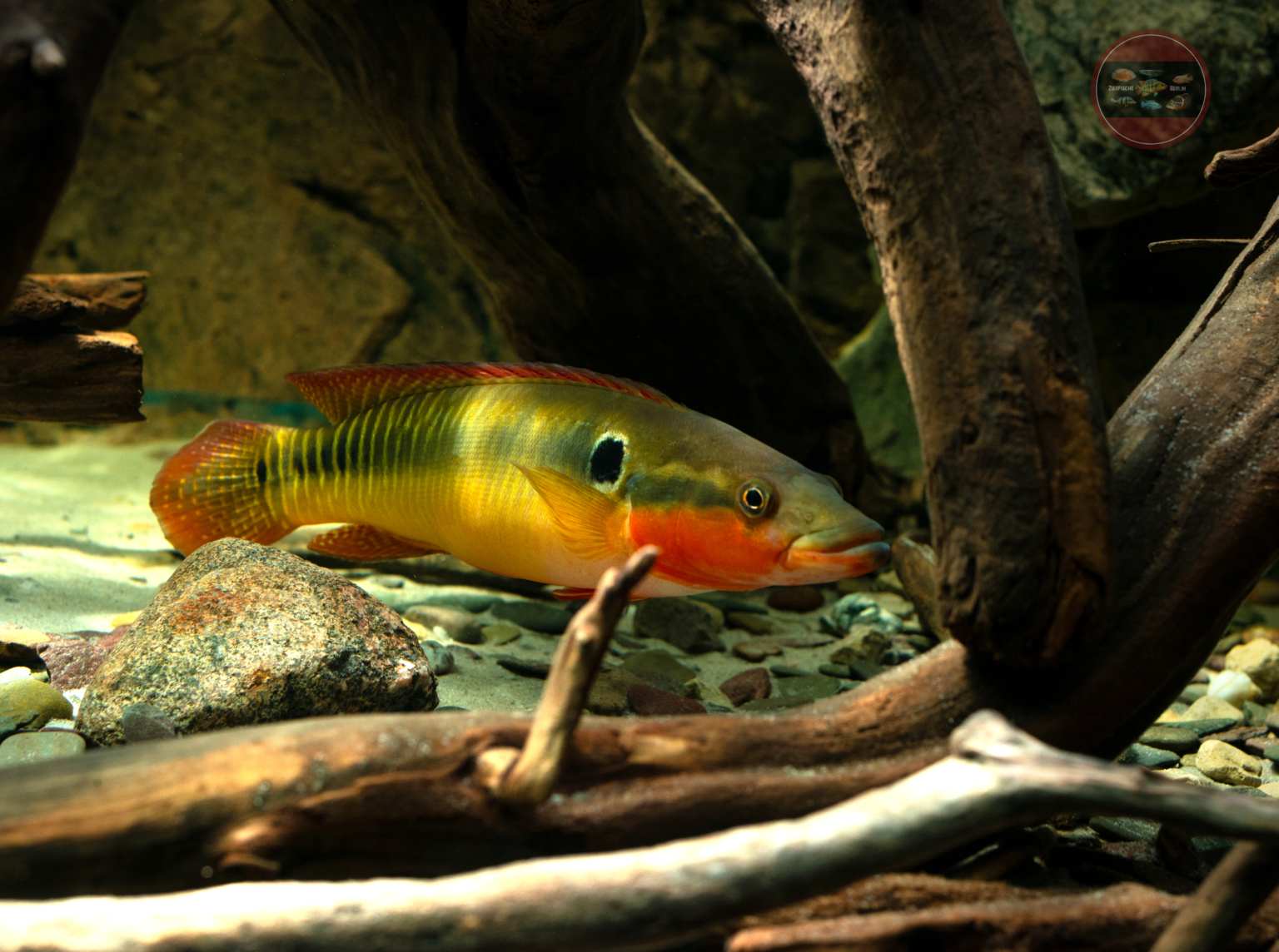 Crenicichla zebrina ZierfischeBerlin