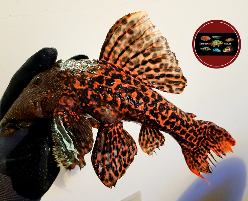 L 273 Pseudacanthicus sp. “RED TITANIC” – Zierfische-Berlin