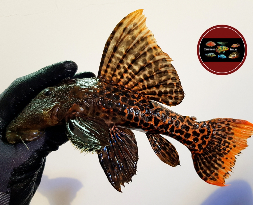 L 273 Pseudacanthicus sp. “RED TITANIC” – Zierfische-Berlin