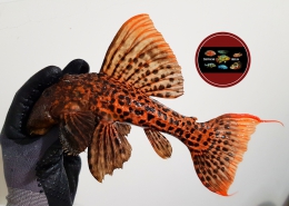 L 273 Pseudacanthicus sp. "RED TITANIC" L 273 Pseudacanthicus sp. "RED TITANIC"