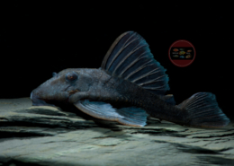 L 239 "Baryancistrus" beggini L 239 Blauer Panaque "Baryancistrus" beggini