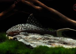 L 090a "Papa Panaque" real white tail !!! Panaque bathyphilus (PAPA OJO CHICO)