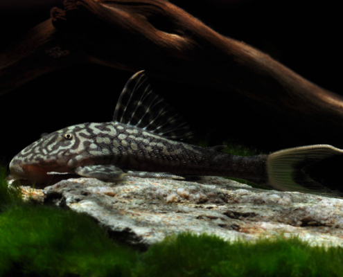 L 090a "Papa Panaque" real white tail !!! Panaque bathyphilus (PAPA OJO CHICO)