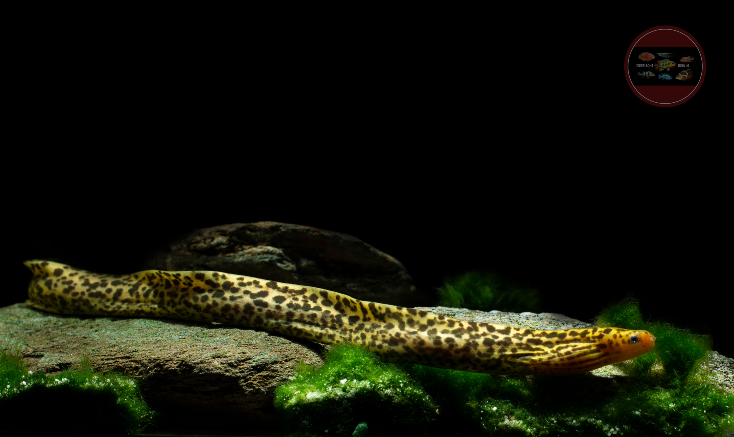 Leopardmuräne Gymnothorax polyuranodon