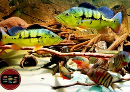 Cichla ocellinae Cichla ocellinae