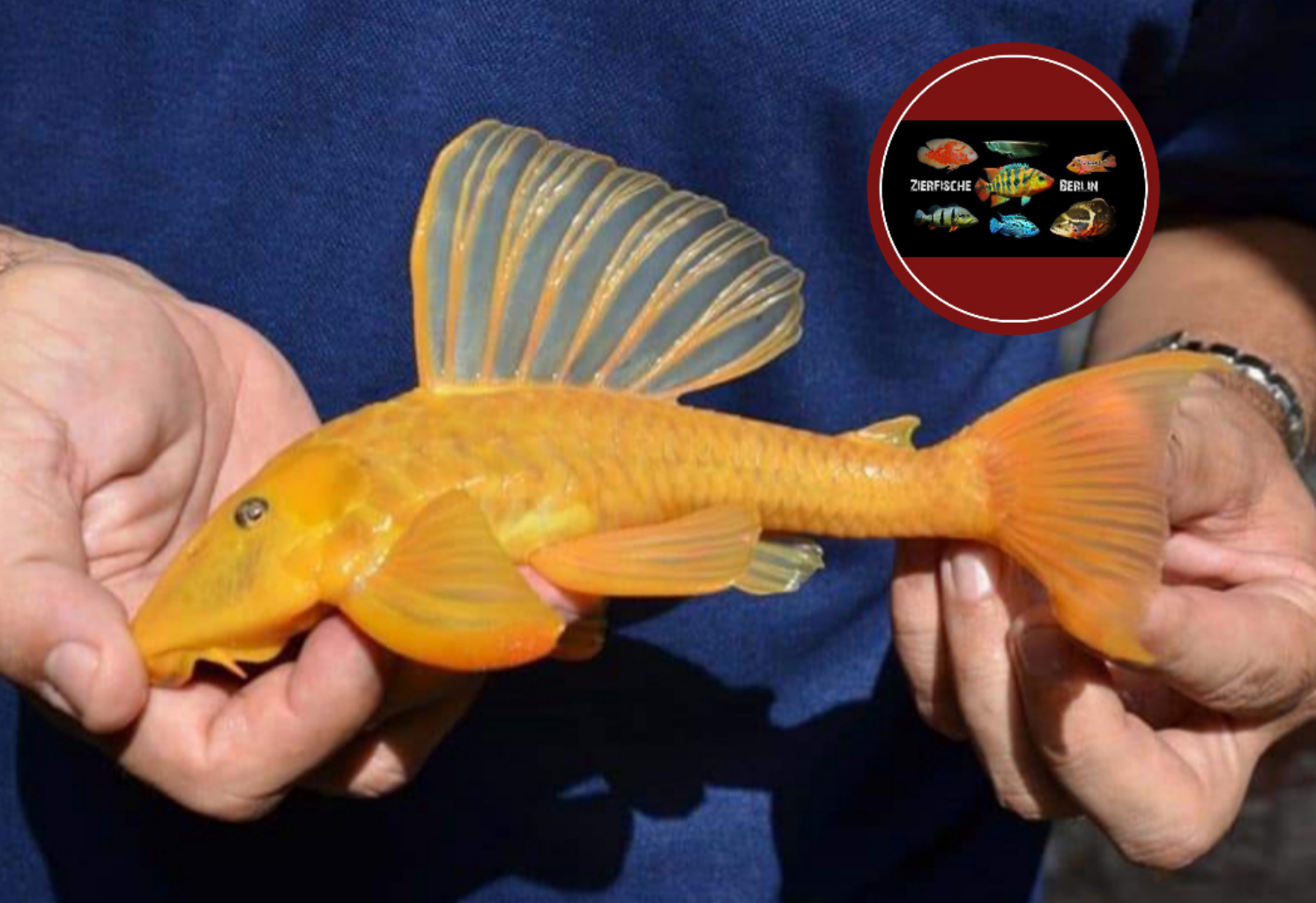 Hypostomus jaguribensis ZierfischeBerlin