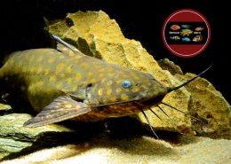 Wertheimeiria maculata Wertheimeiria maculata