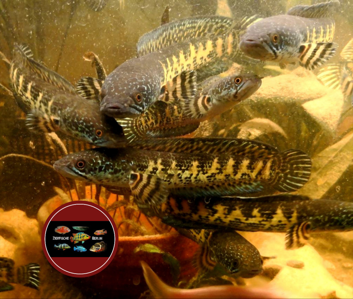 Channa aurantimaculata ZierfischeBerlin