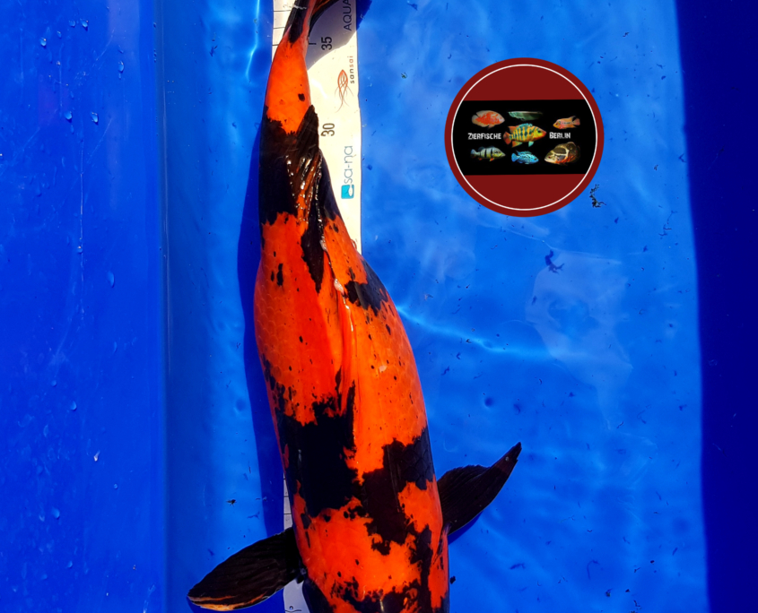 Koi – Zierfische-Berlin