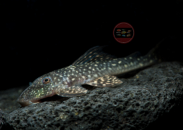 Pseudancistrus sidereus "Minicia" Pseudancistrus sidereus Minicia
