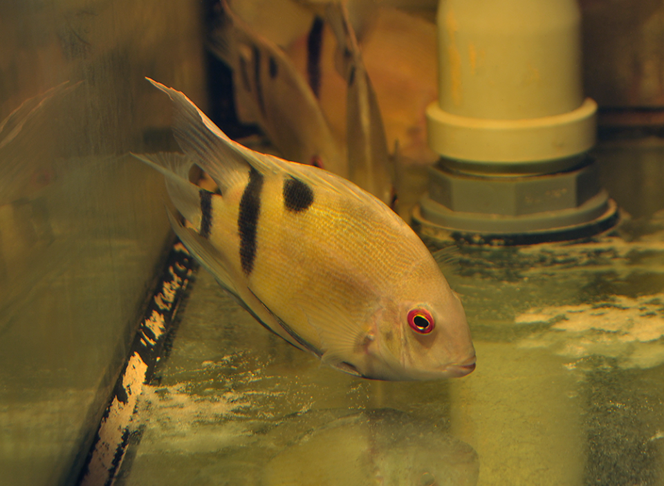 Panda-Keilfleckbuntbarsch, WF Uaru fernandezyepezi 