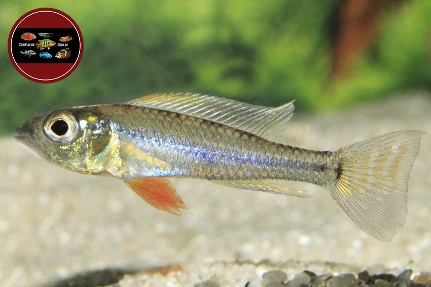 Biotoecus opercularis ZierfischeBerlin