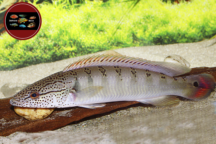 Crenicichla lenticulata ZierfischeBerlin