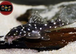 L 280 Micracanthicus vandragti