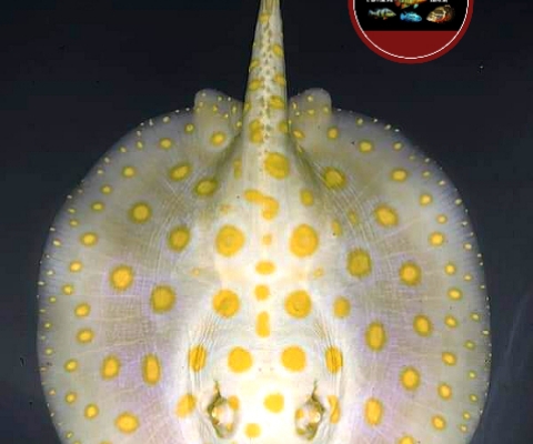 Potamotrygon albino white "Yellow Spot"