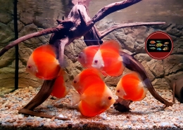 Symohysodon aequifasciatus "SUPER RED MELON" Symohysodon aequifasciatus "SUPER RED MELON"