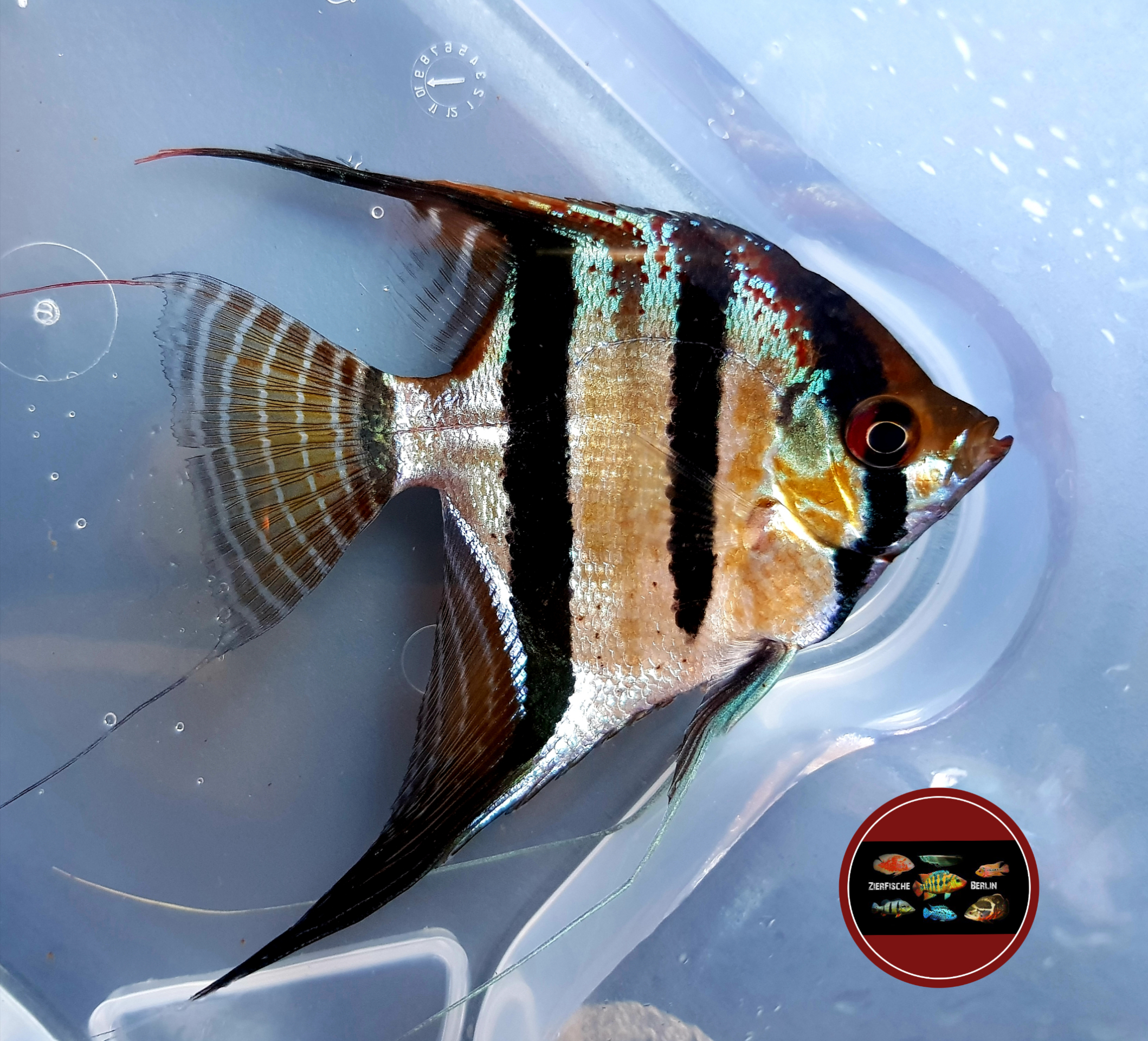 Pterophyllum scalare “SANTA ISABEL” – Zierfische-Berlin