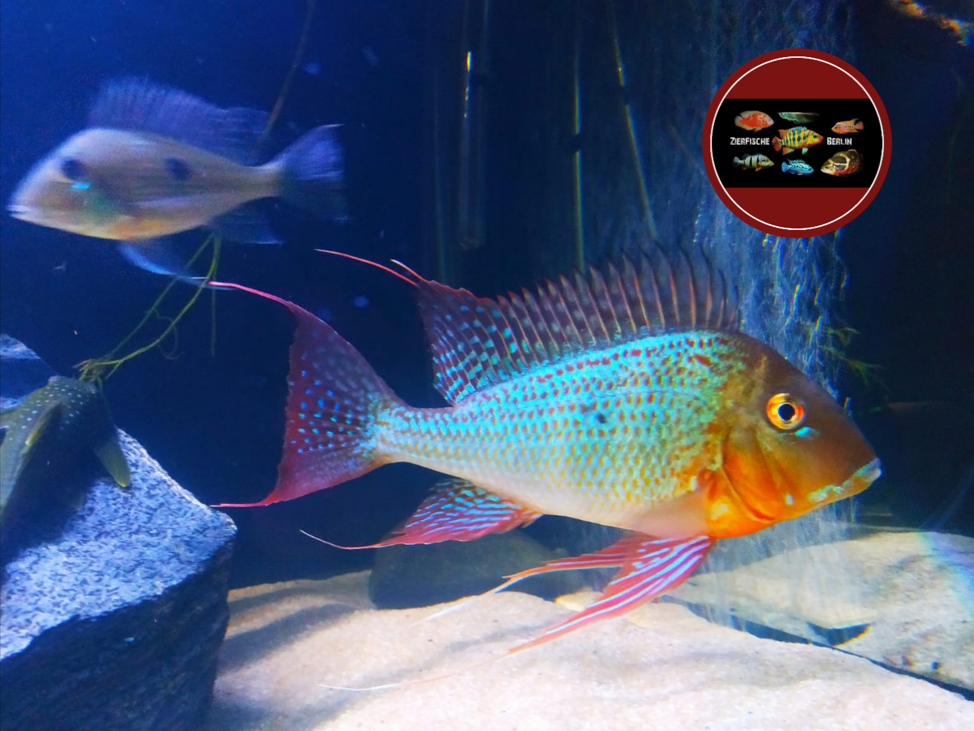 Geophagus altifrons “Trombetas” ZierfischeBerlin