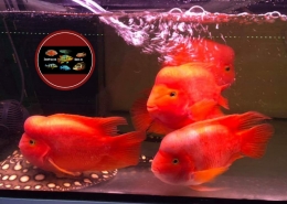 Red Mammon SKKP "KING KONG PARROT" Red Mammon Cichlid "KINGKONG PARROT"