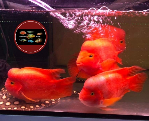 Red Mammon Cichlid "KINGKONG PARROT"