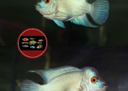 Flowerhorn "TITANIUM" / "THAI SILK"