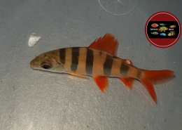 Distichodus sexfasciatus Distichodus sexfasciatus