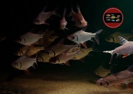 Semaprochilodus taeniurus "RIO INIRIDA" Semaprochilodus laticeps