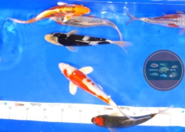 Japan Koi Tosai 22-25 cm KOI ASAGI DOITSU OCHIBA GOSHIKI HAJIRO SHUSUI KOHAKU KI KUJAKU
