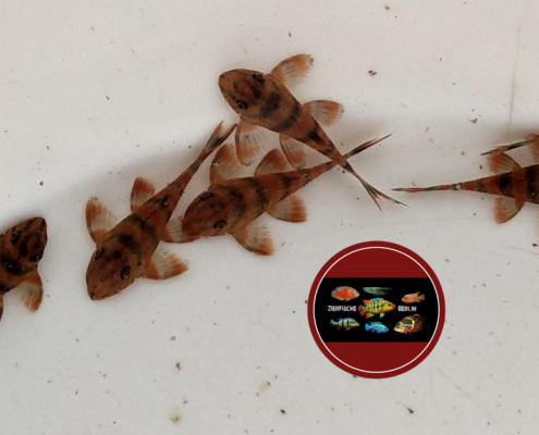 L 306 Takutu-Tigerharnischwels Panaqolus claustellifer