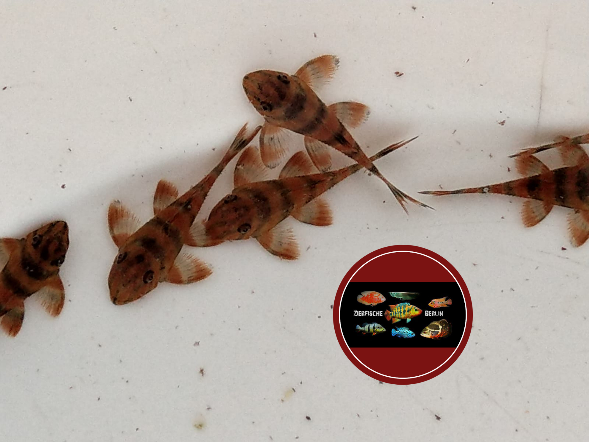 L 306 Takutu-Tigerharnischwels Panaqolus claustellifer