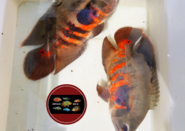 Astronotus sp. "Bahia Red" Astronotus sp. "Bahia Red"