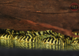 L 134 Schmucklinien-Zwergschilderwels, WF Peckoltia compta