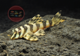 L 134 Peckoltia compta L 134 Peckoltia compta Jamanxin