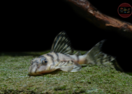 L 236 "Iriri Schmucklinien" Harnischwels Hypancistrus sp.
