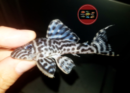 L 24 Pseudacanthicus pitanga "RIO XINGU" L 24 Pseudacanthicus pitanga "RIO XINGU"