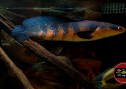 Channa marulioides "RED EMPEROR" Channa marulioides "RED EMPEROR"