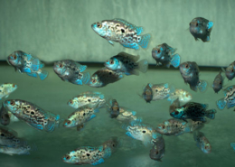 Rocio octofasciata "BLUE DEMPSEY" Rocio octofasciata "BLUE DEMPSEY"