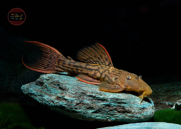 L 24 Pseudacanthicus pitanga "Red Fin" L 024 Rotflossen-Kaktuswels, WF Pseudacanthicus pitanga