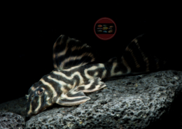 L 475 Hypancistrus sp. "NHAMUNDA" L 475 Nhamunda-Zebrawels WF Hypancistrus sp. "NHAMUNDA"