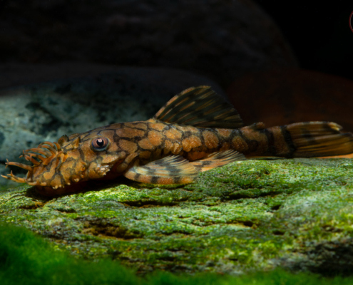 L 519 Ancistrus sp. "Rio Itenez"