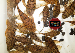 L 519 Ancistrus sp. "Rio Itenez" L 519 Ancistrus sp. "Rio Itenez"