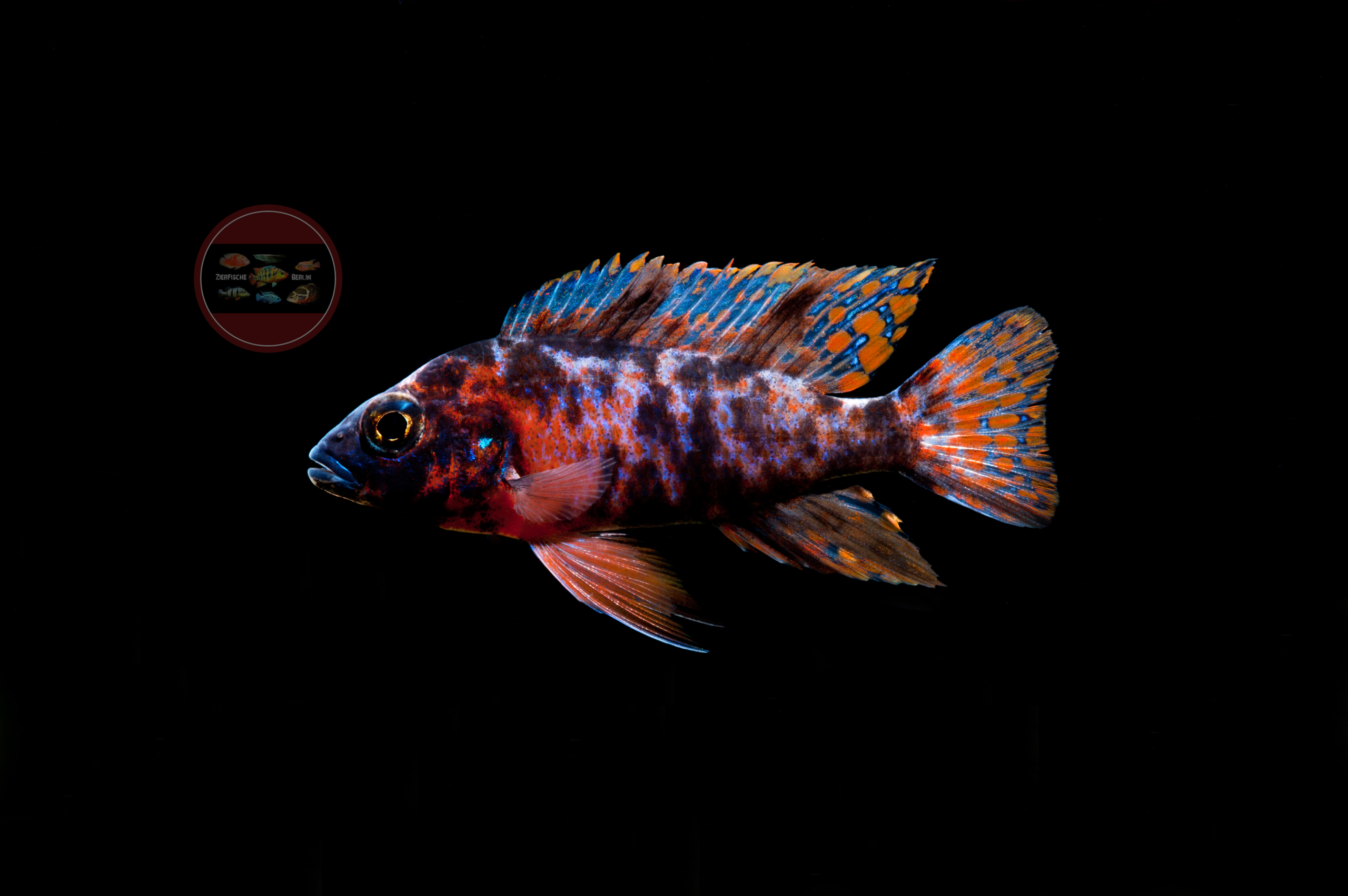 Aulonocara sp. “MARMELADE CAT” ZierfischeBerlin