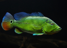 Cichla melaniae Cichla melaniae