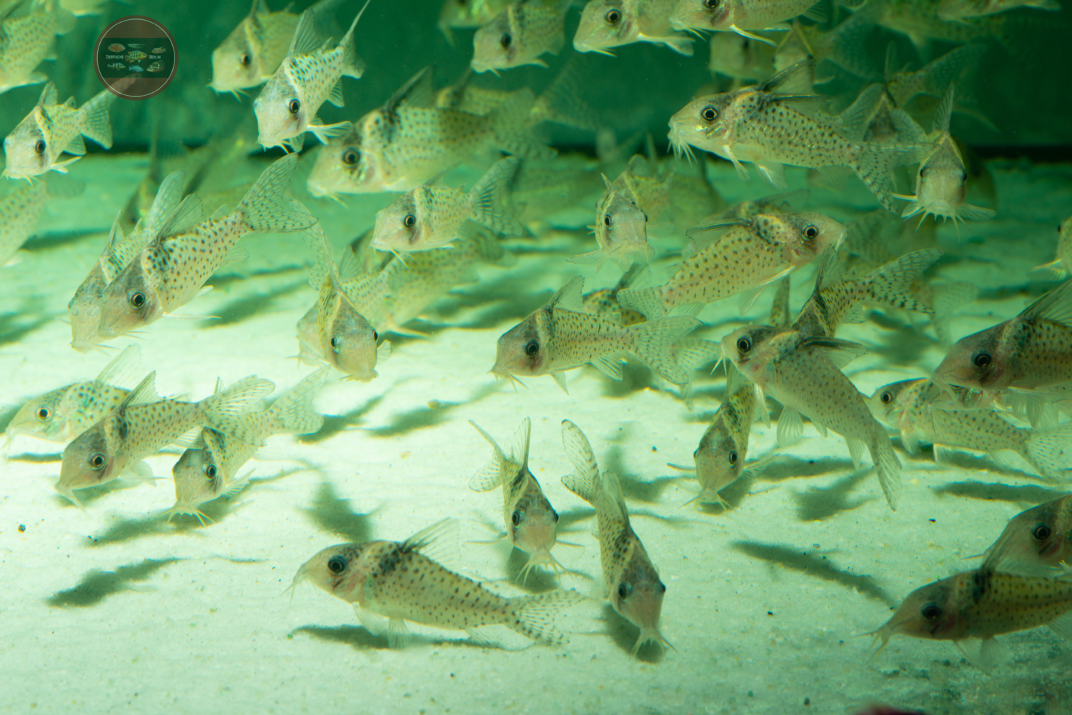 Corydoras agassizii ZierfischeBerlin