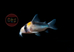 Corydoras duplicareus Corydoras duplicareus