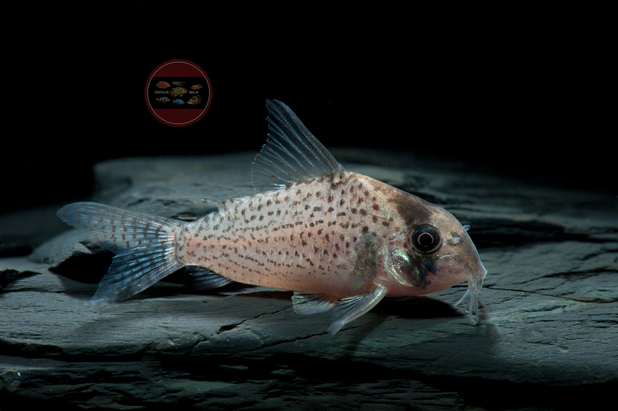 Corydoras kanei ZierfischeBerlin