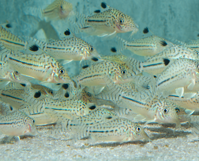 Leopard-Panzerwels, WF-PER	Corydoras leopardus
